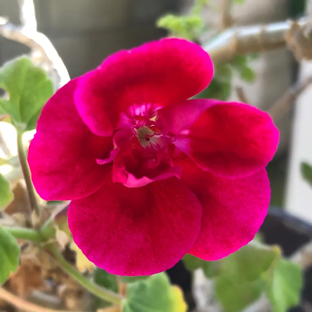 duffyduck.bsky.social's profile picture