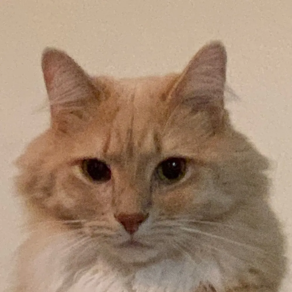 wonkywanders.bsky.social's profile picture