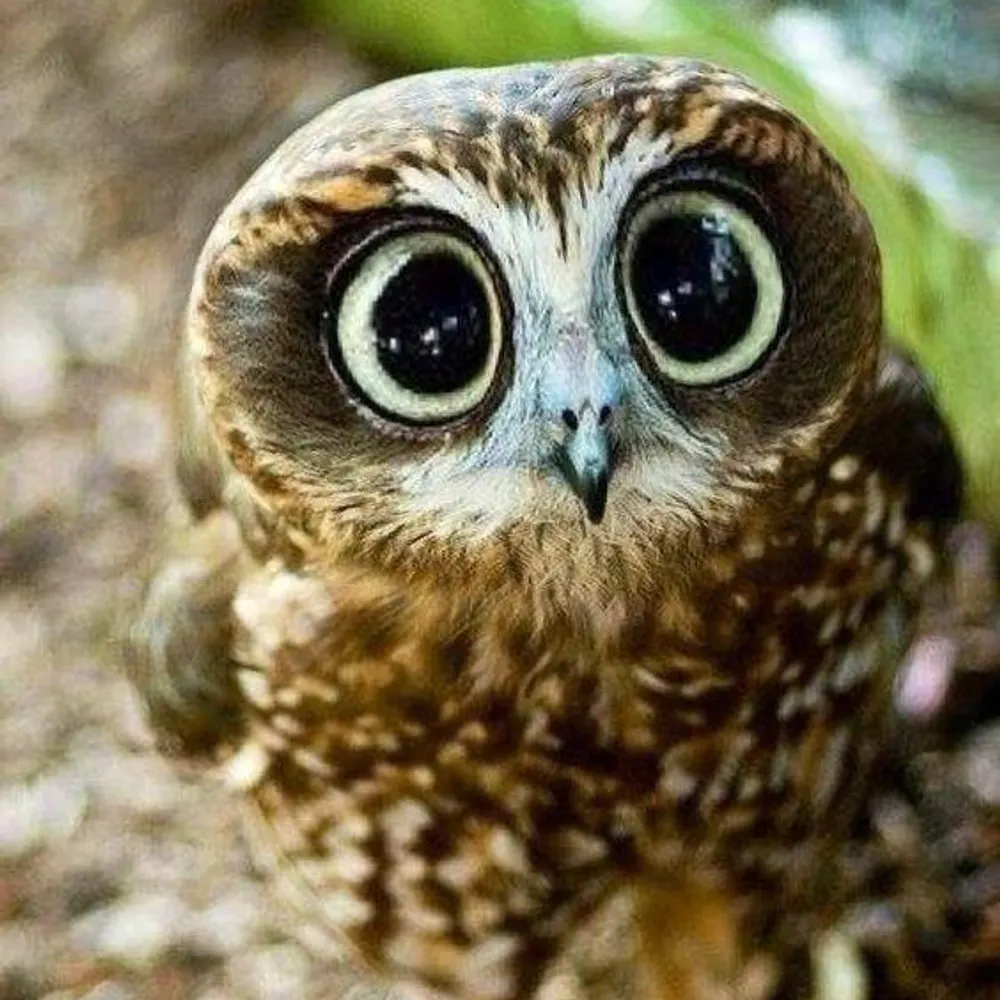 saratonyn.bsky.social's profile picture