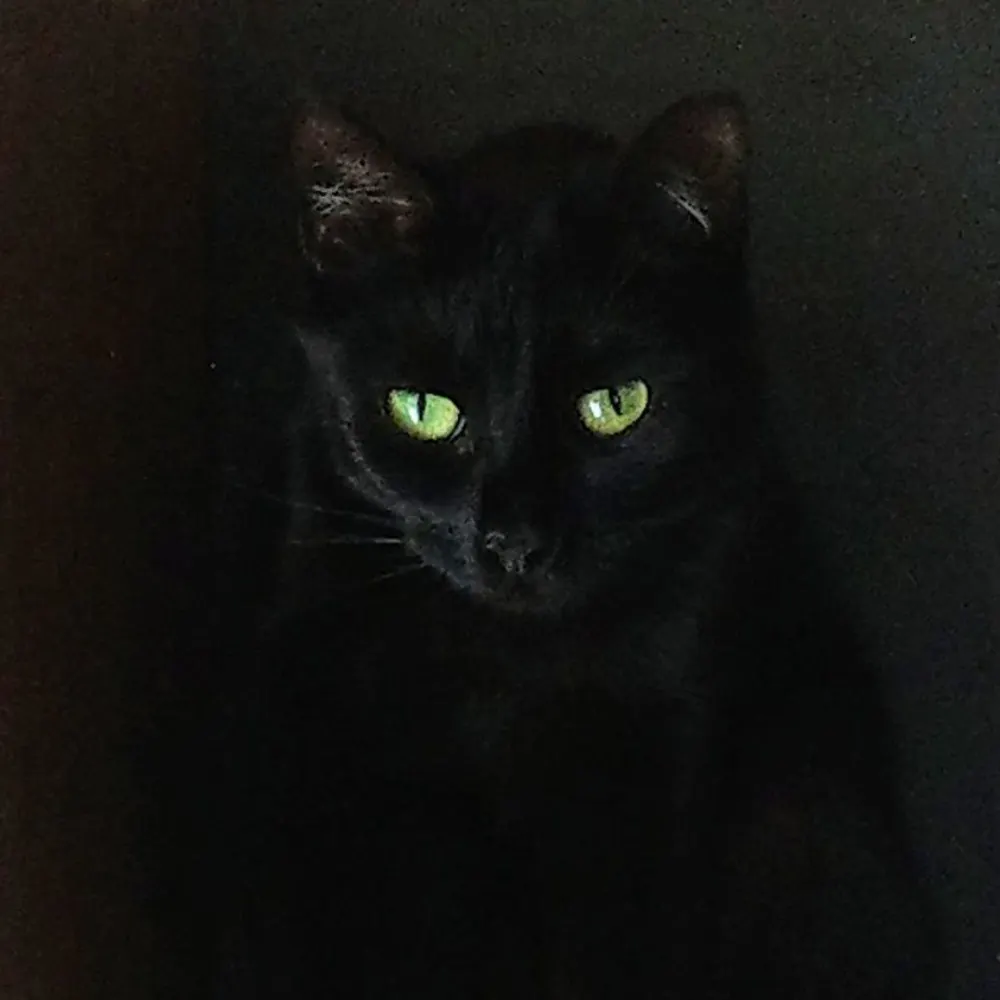 avantgardening.pl's profile picture