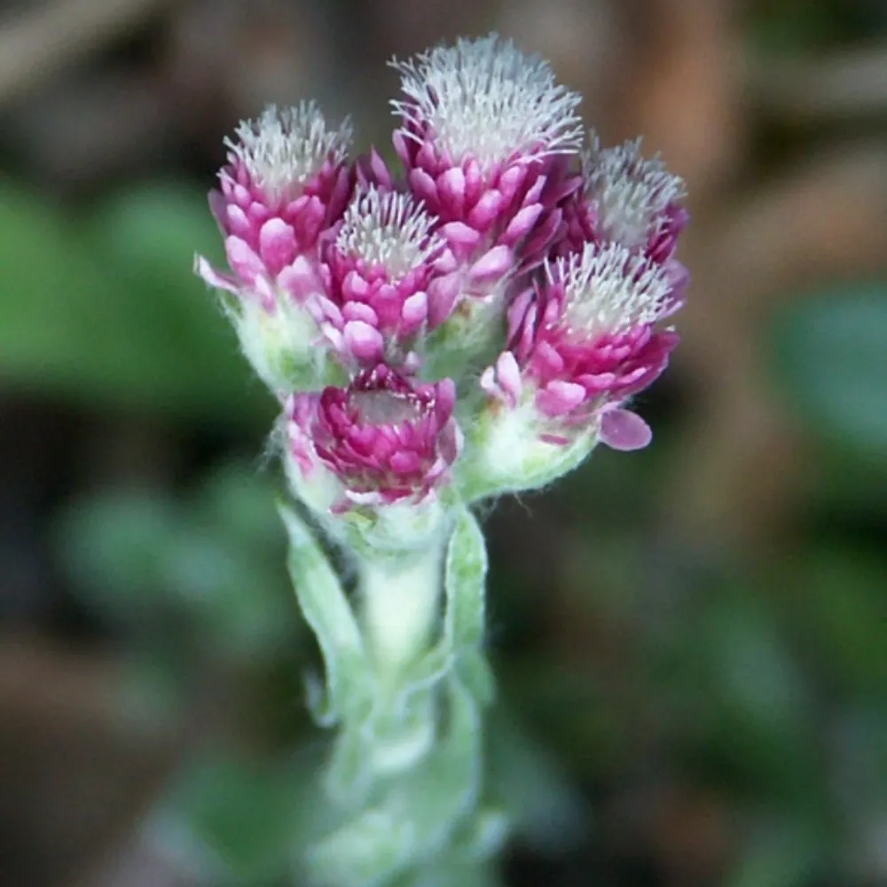 kattfot.bsky.social's profile picture