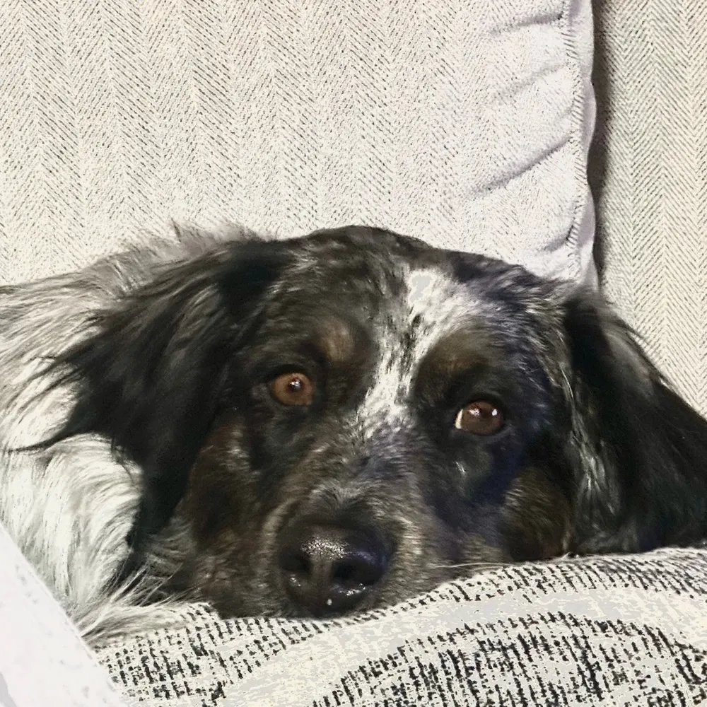 fatcat99.bsky.social's profile picture