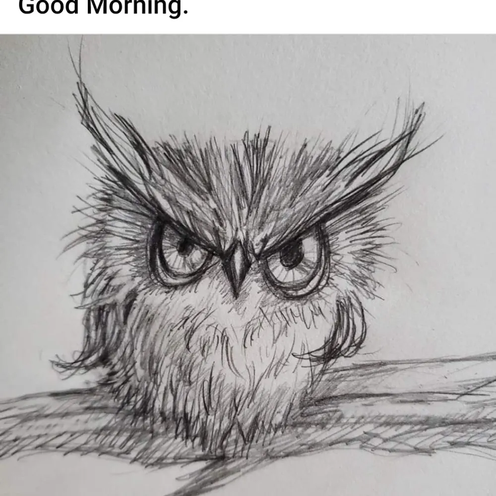 catskillowl.bsky.social's profile picture