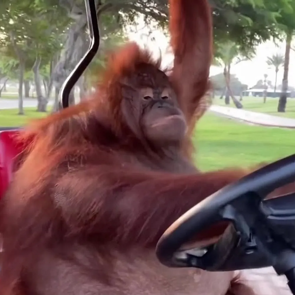 ape.institute's profile picture