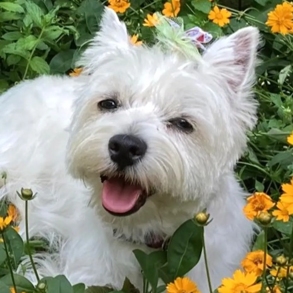 abhow2000.bsky.social's profile picture