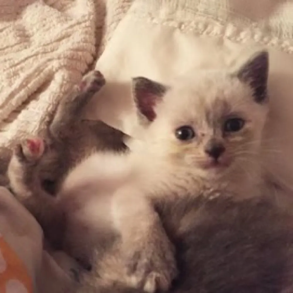 aszaley.bsky.social's profile picture