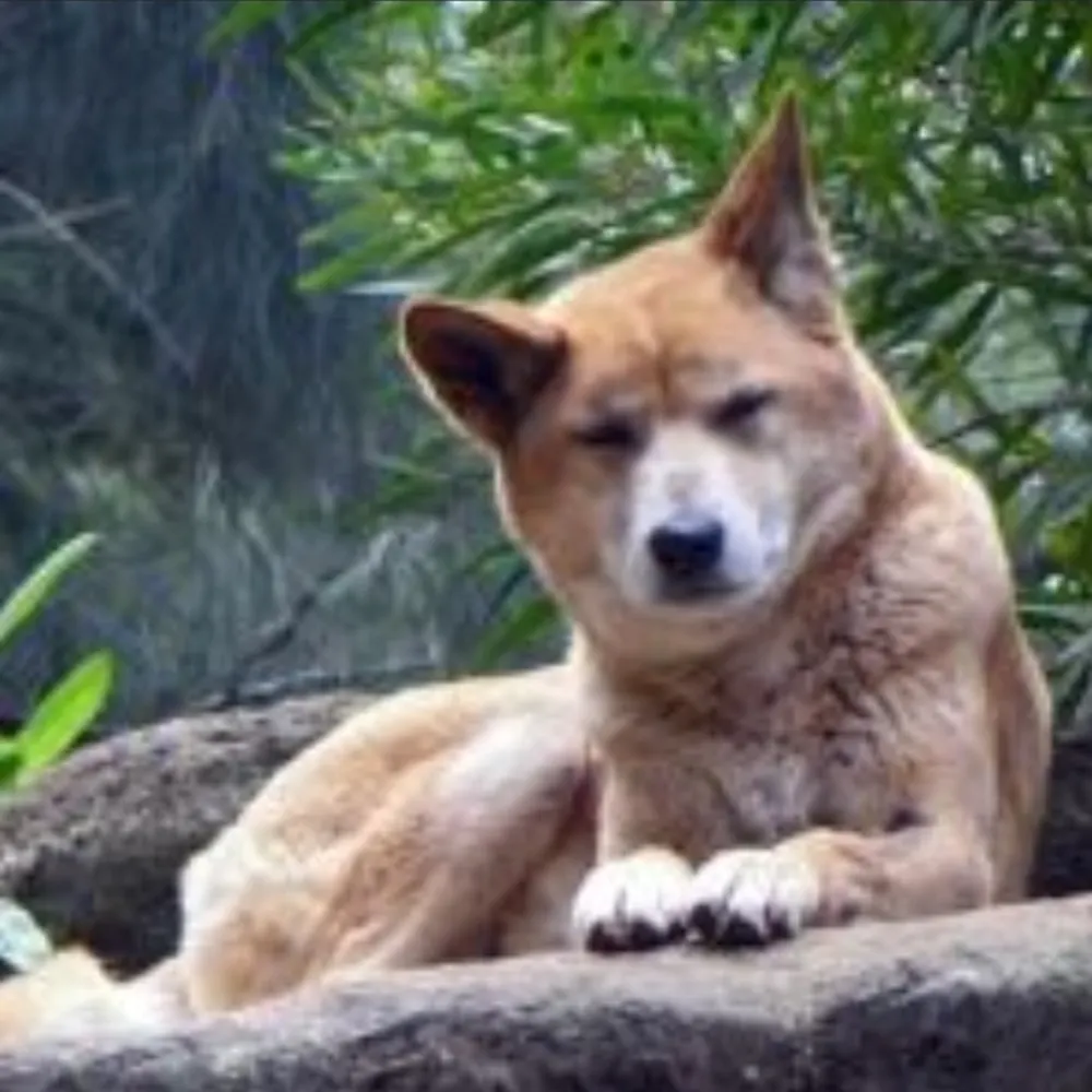 lumidingo.bsky.social's profile picture