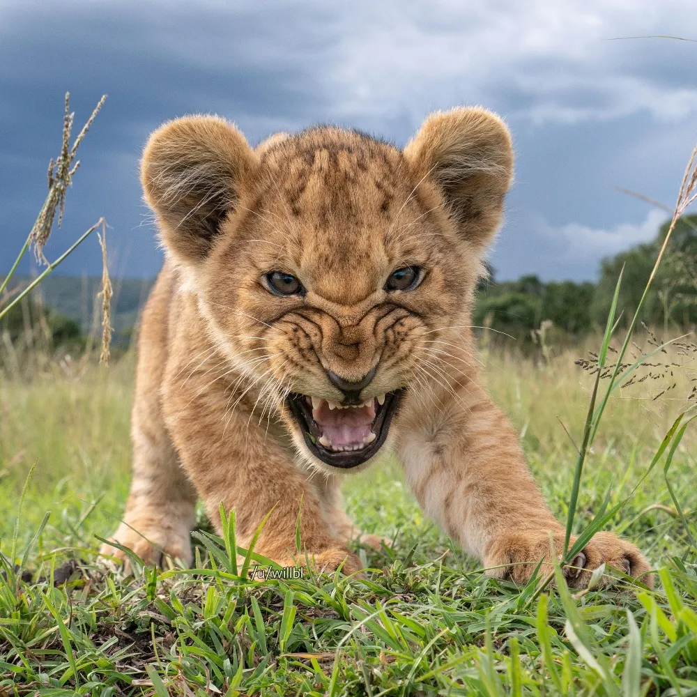 carriercarnes.bsky.social's profile picture