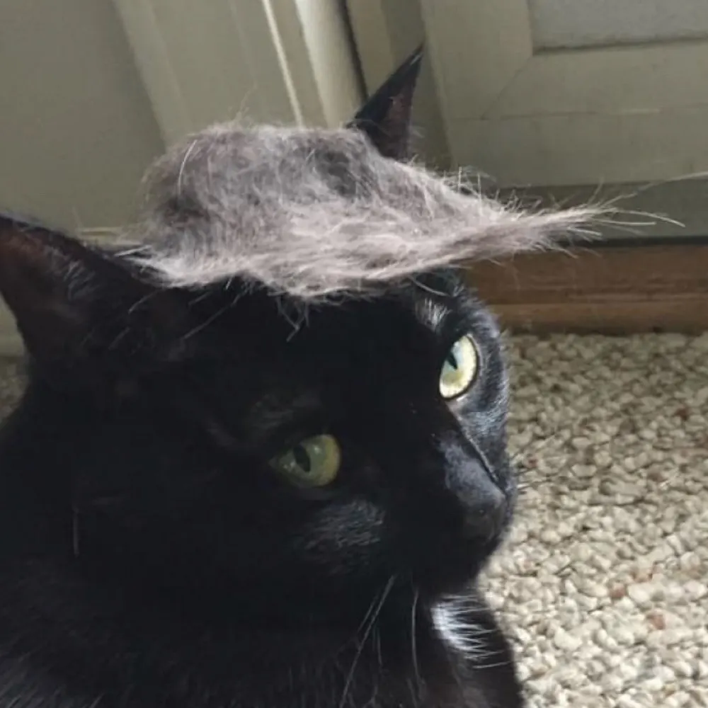 kingq14.bsky.social's profile picture