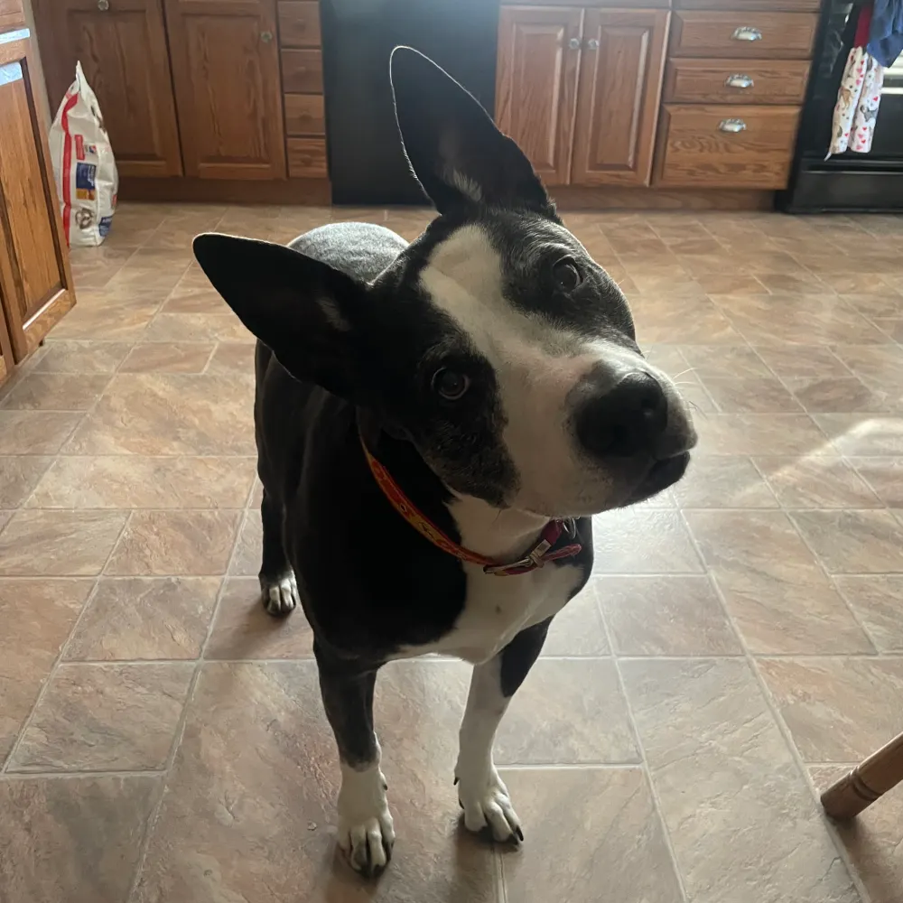 oldfshrman.bsky.social's profile picture