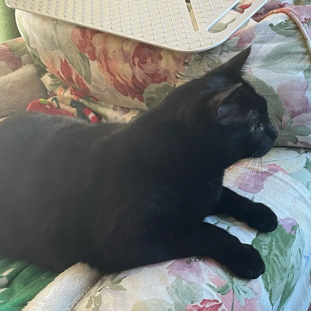 cfecteau.bsky.social's profile picture