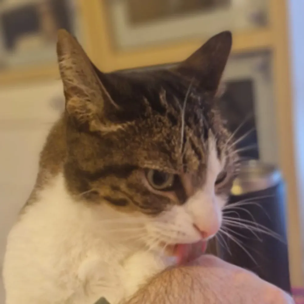 chiggyvr.bsky.social's profile picture