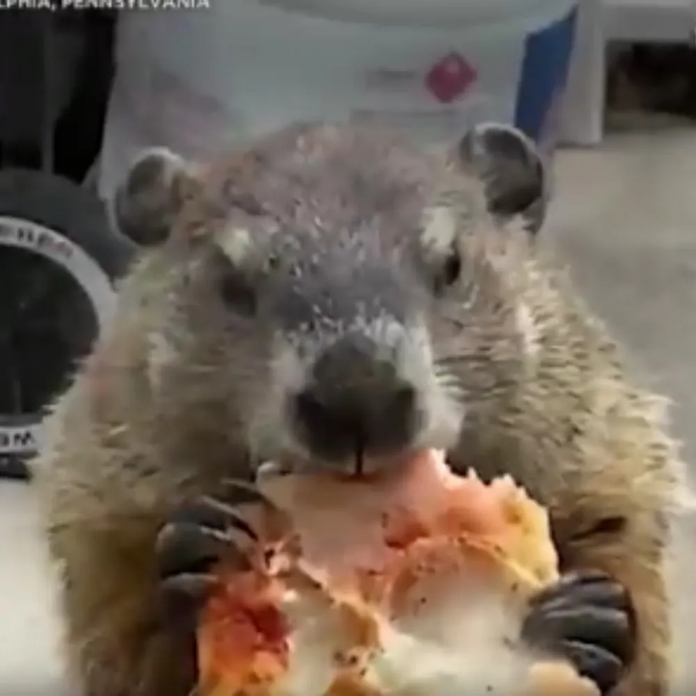 leahshaffer.bsky.social's profile picture