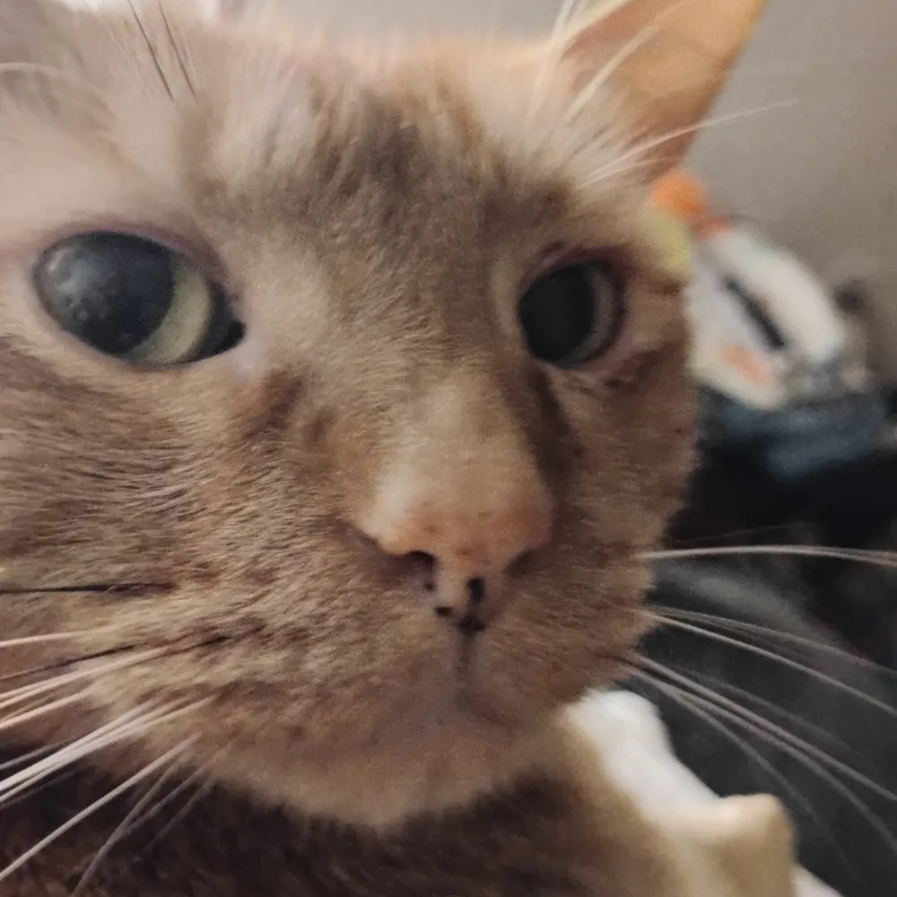 borisogon.bsky.social's profile picture