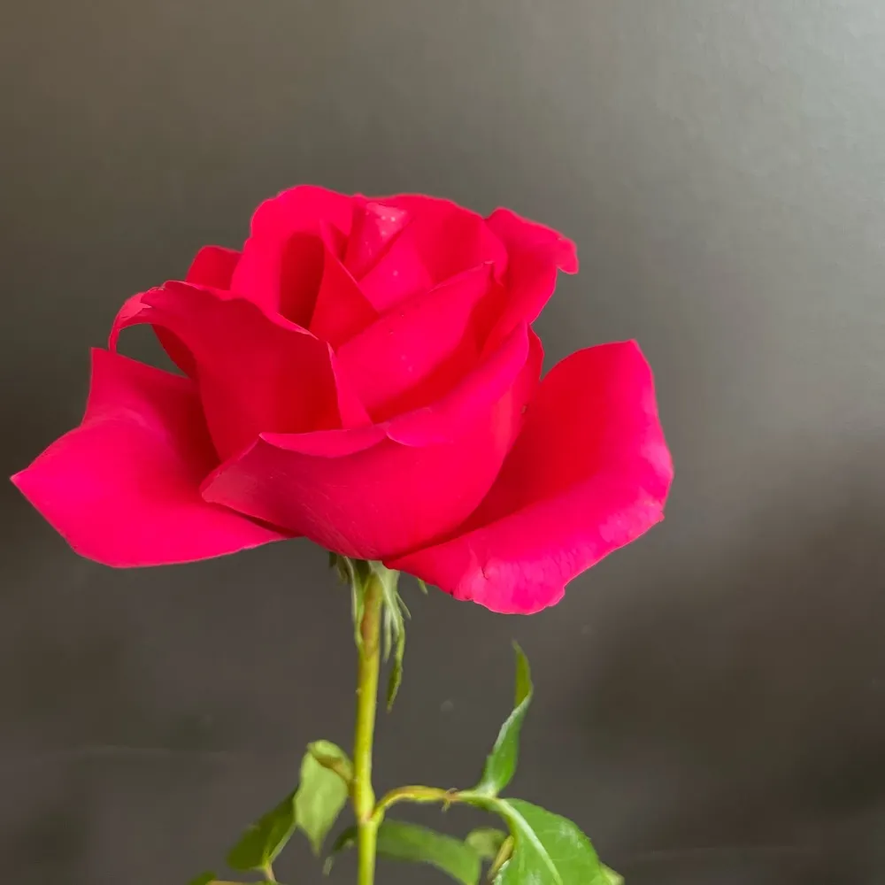 krismd.bsky.social's profile picture