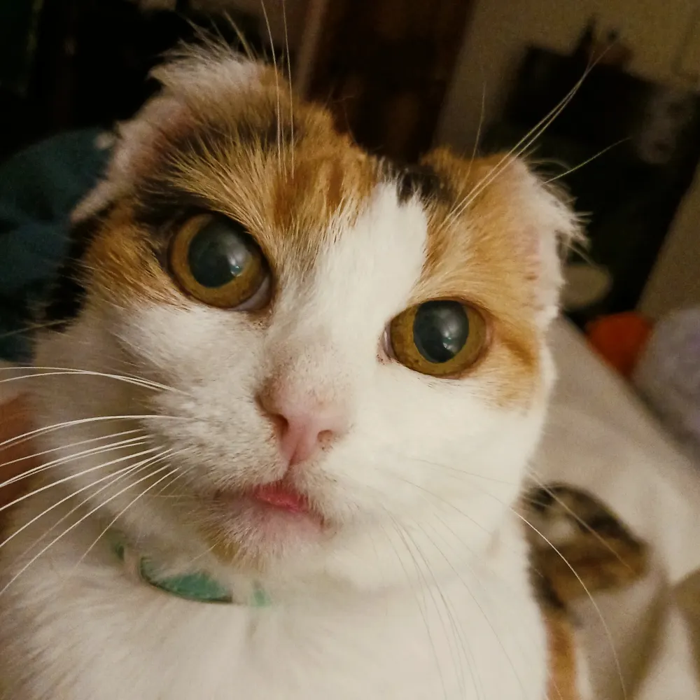 melancholyhammer.bsky.social's profile picture