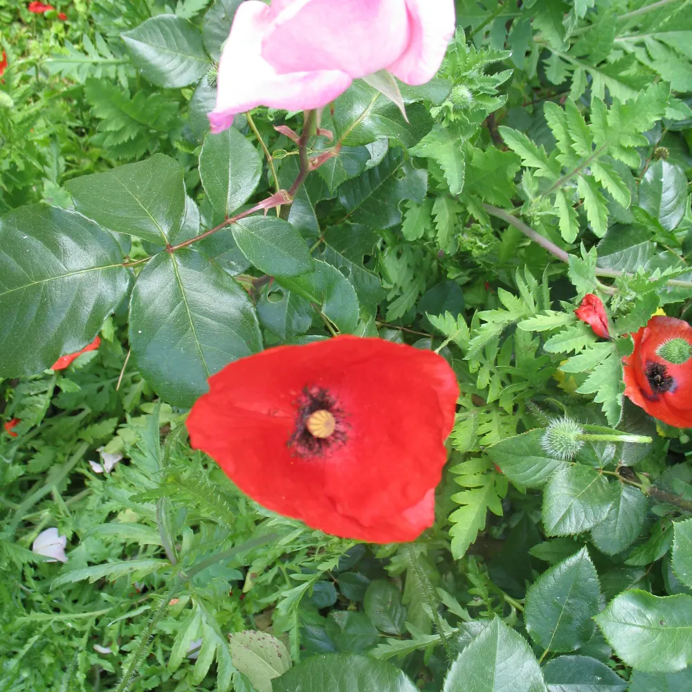 smolkawilly.bsky.social's profile picture