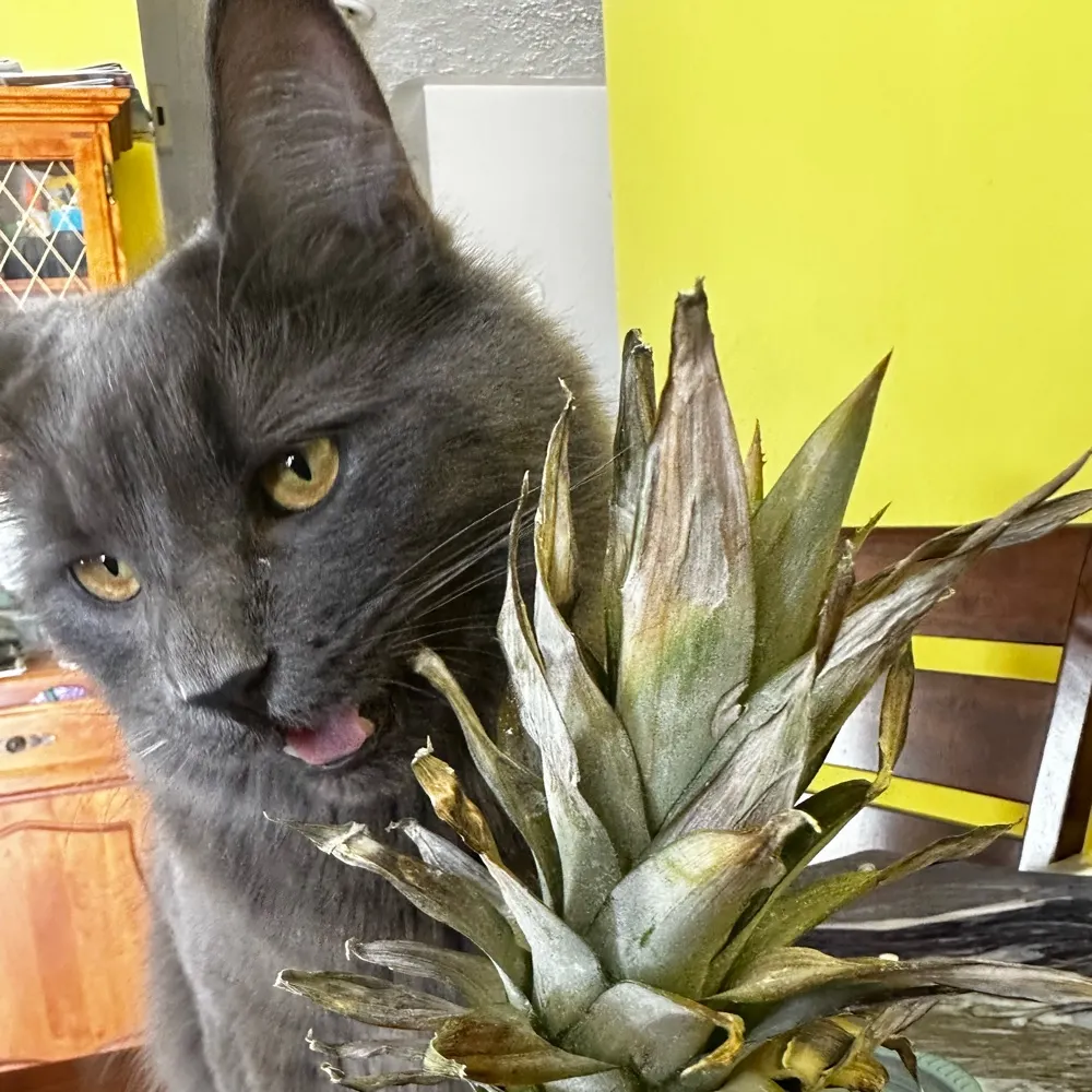 blurrysnake.bsky.social's profile picture