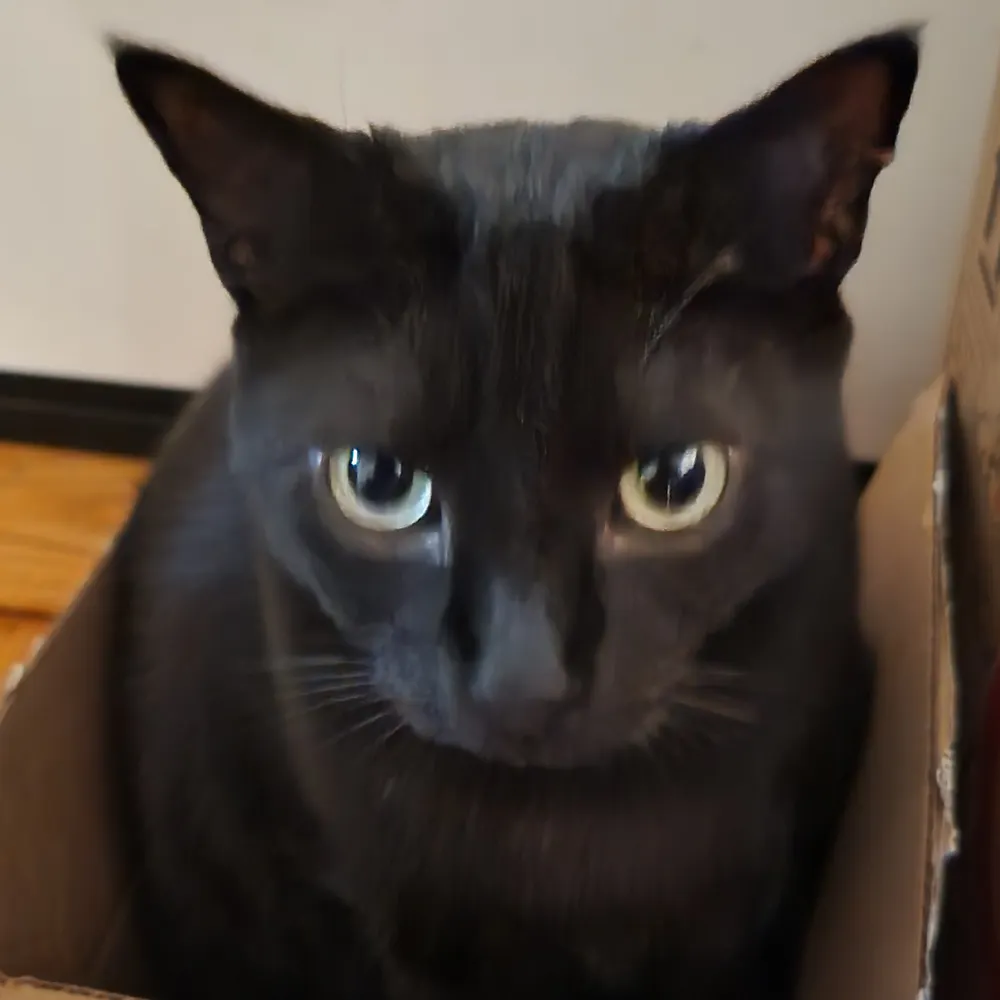 amaltheabutterfly.bsky.social's profile picture