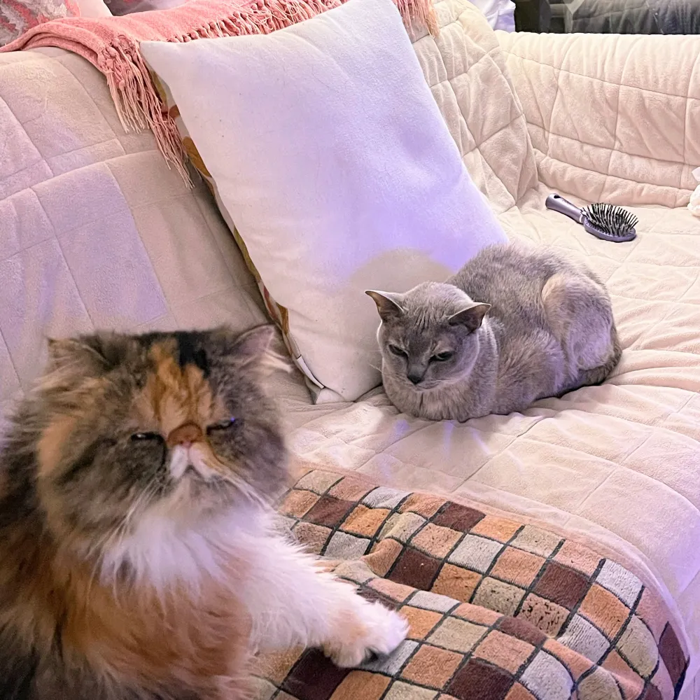 terpsichorecmlos.bsky.social's profile picture