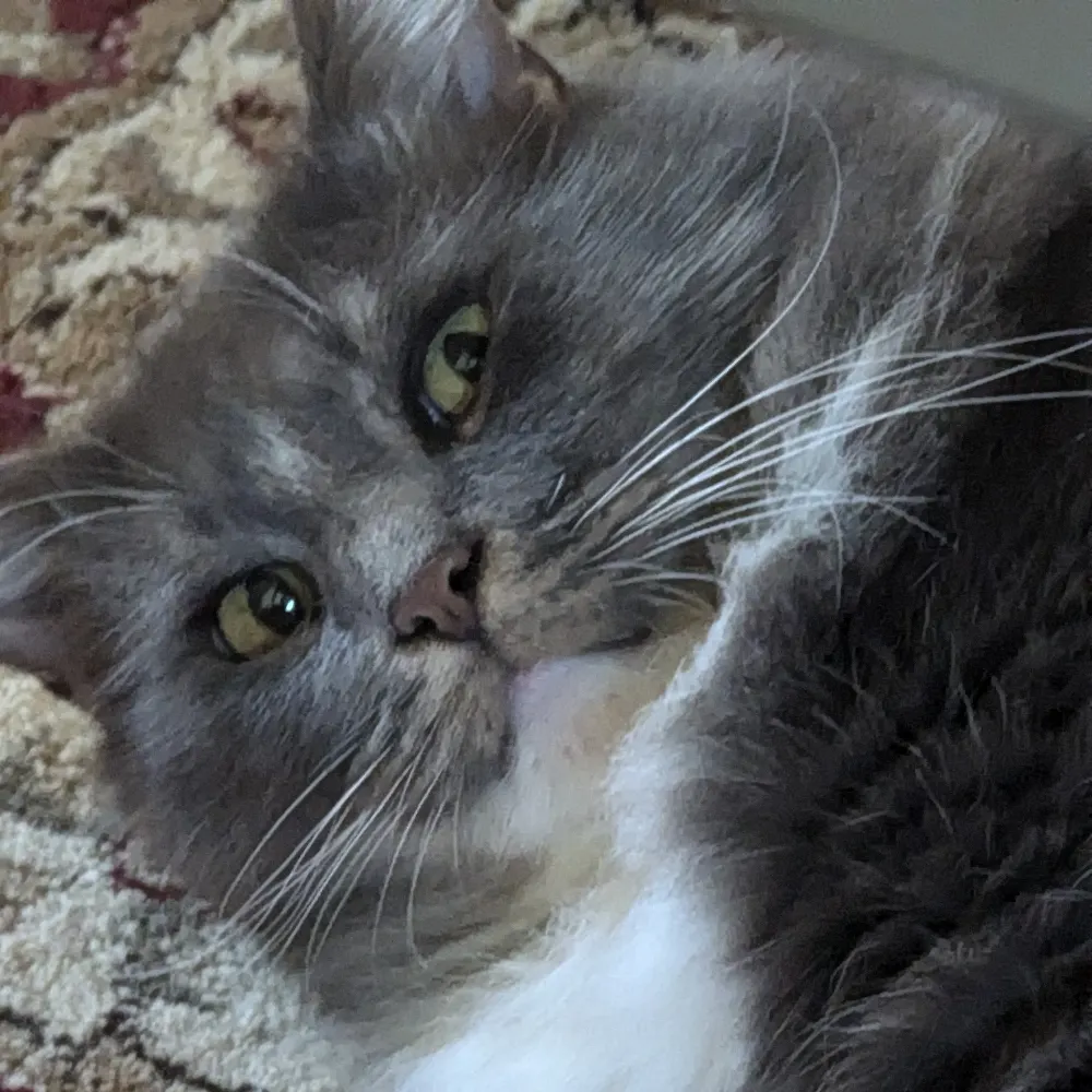 solarursula.bsky.social's profile picture