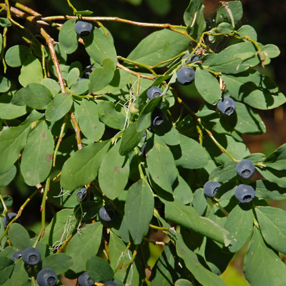 huckleberrymike.bsky.social's profile picture