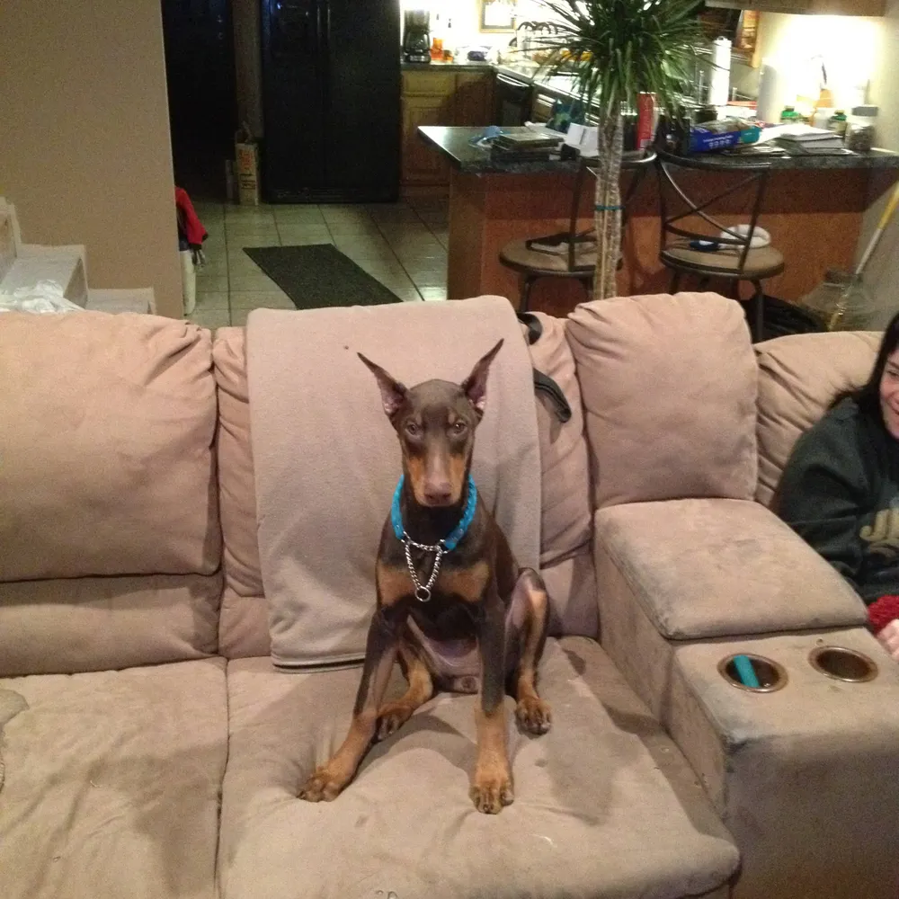 nivula.bsky.social's profile picture