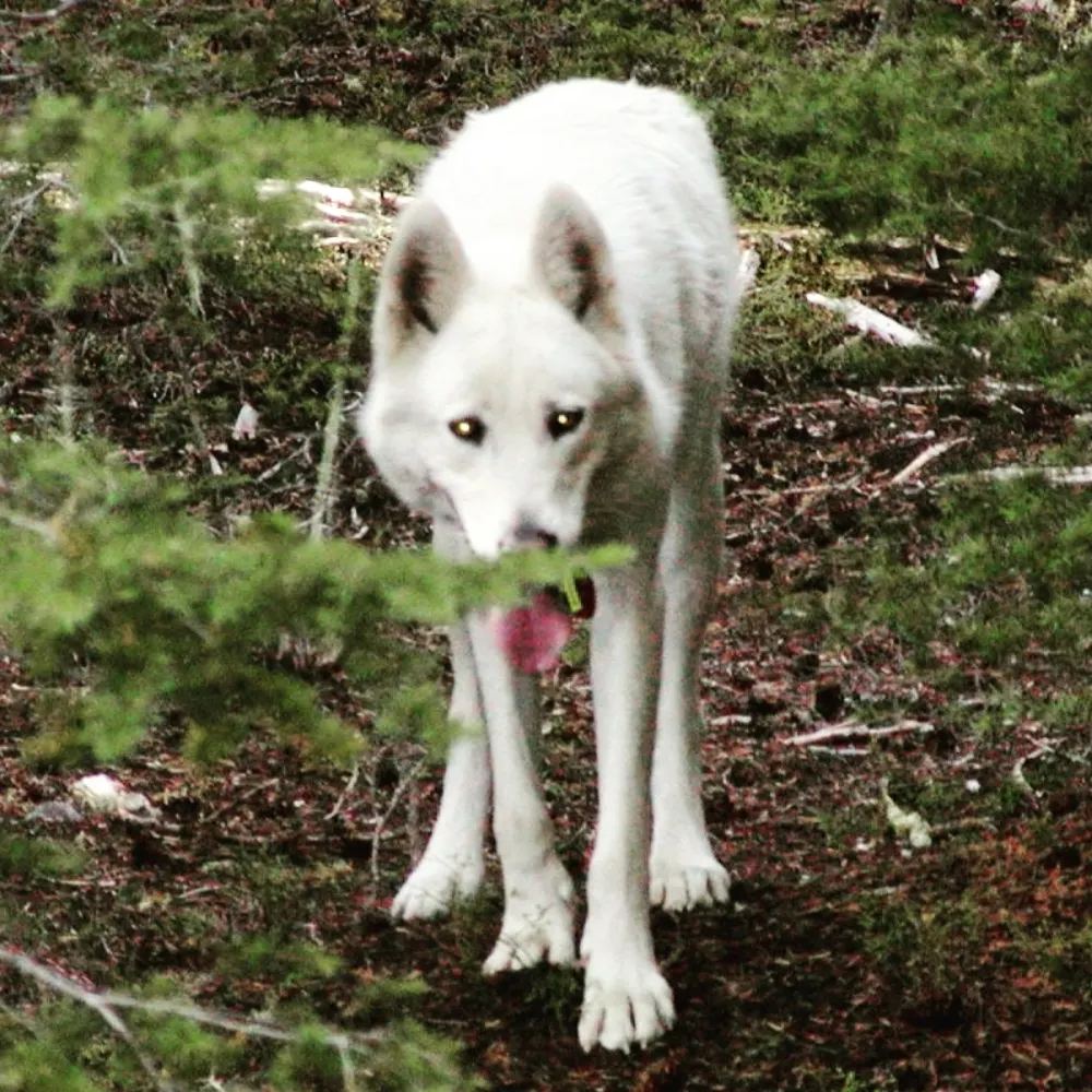 itsaduck.bsky.social's profile picture