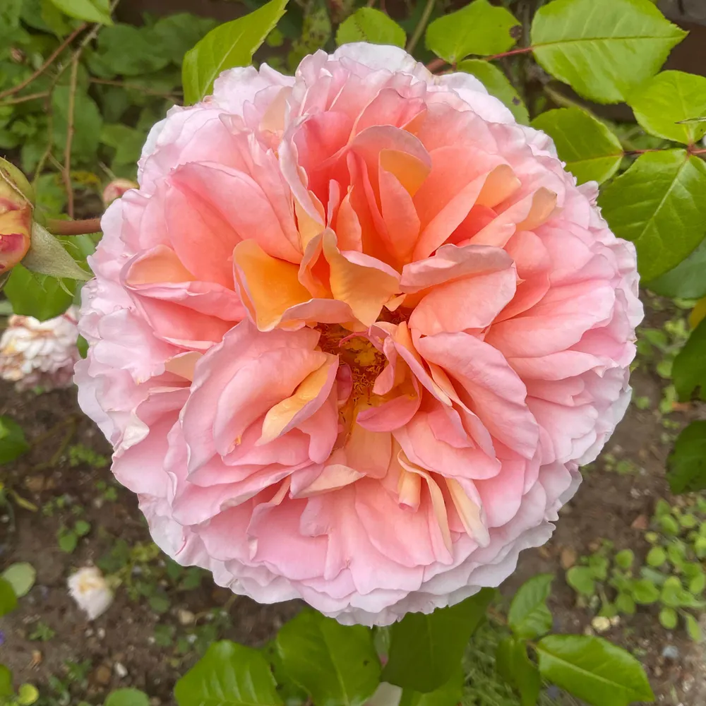 diane-westcoast.bsky.social's profile picture