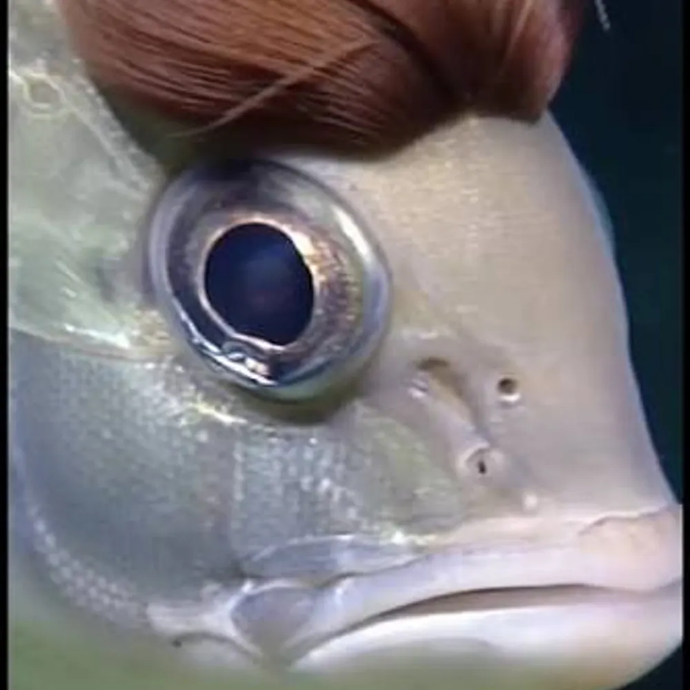 cherryunpopped.bsky.social's profile picture