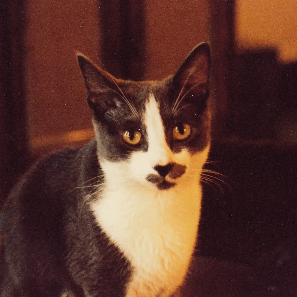 nola-java-jazz.bsky.social's profile picture