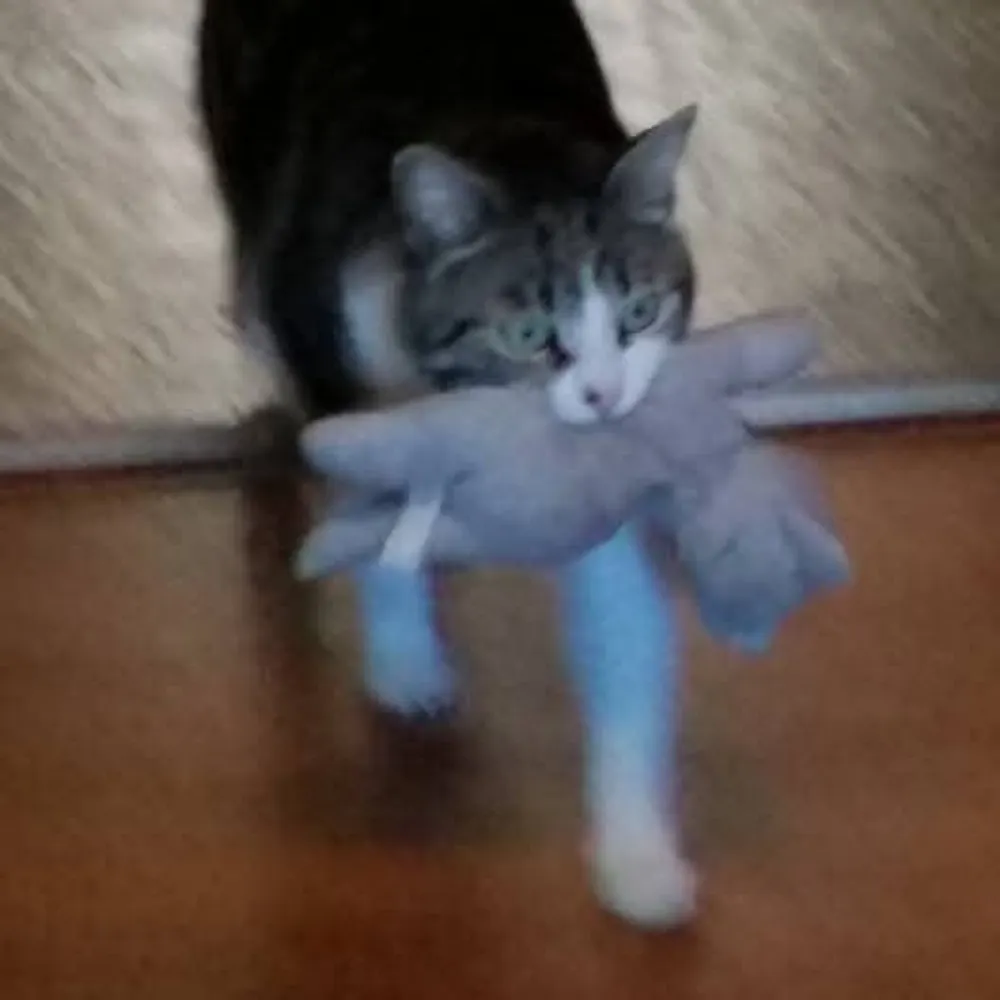 littlemelch.bsky.social's profile picture