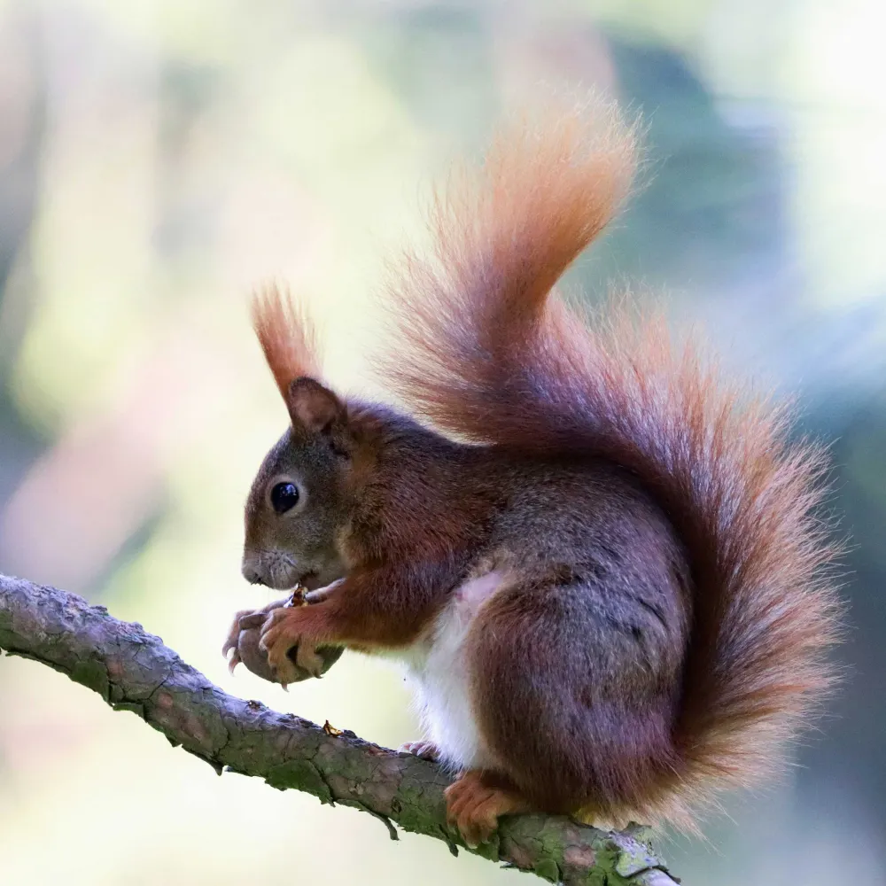 tamiasciurus1.bsky.social's profile picture