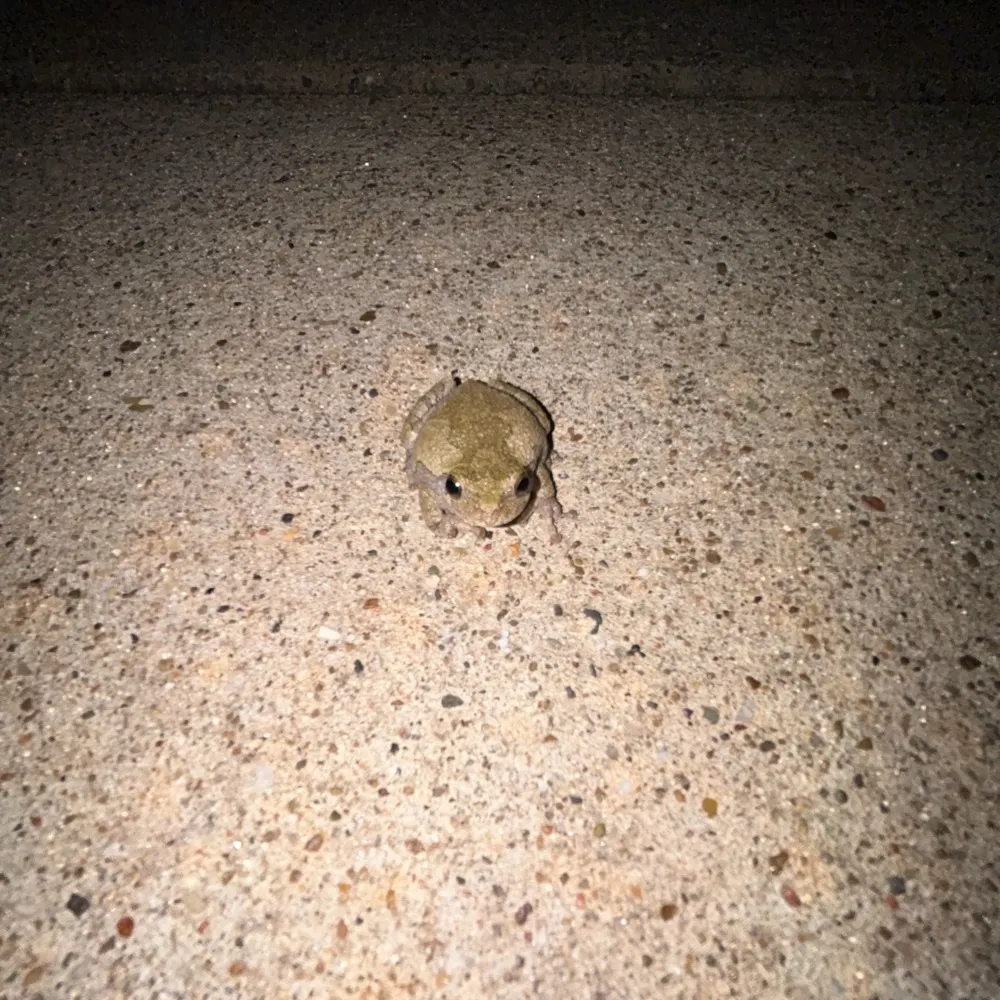 conquerftador.bsky.social's profile picture