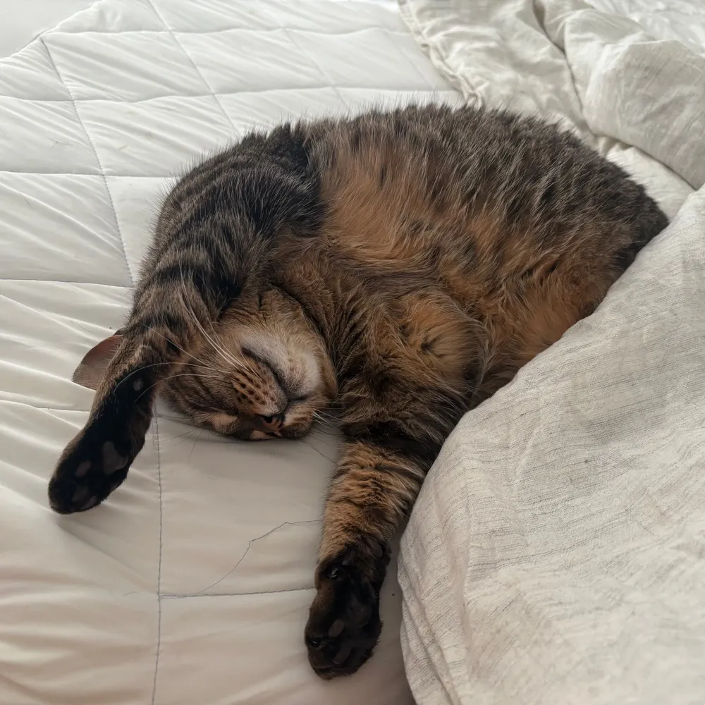 frostieballs.bsky.social's profile picture