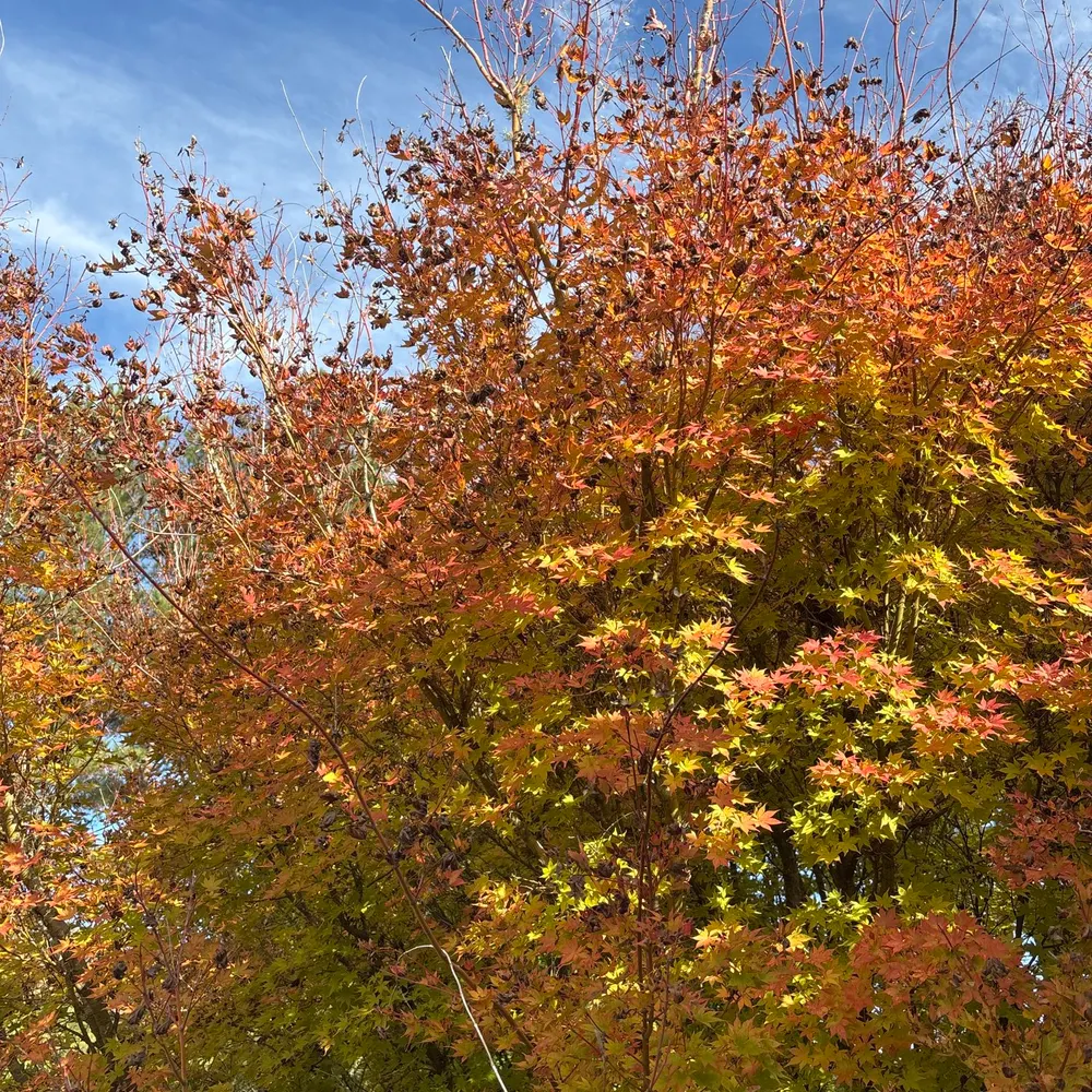 jennytheroselady.bsky.social's profile picture