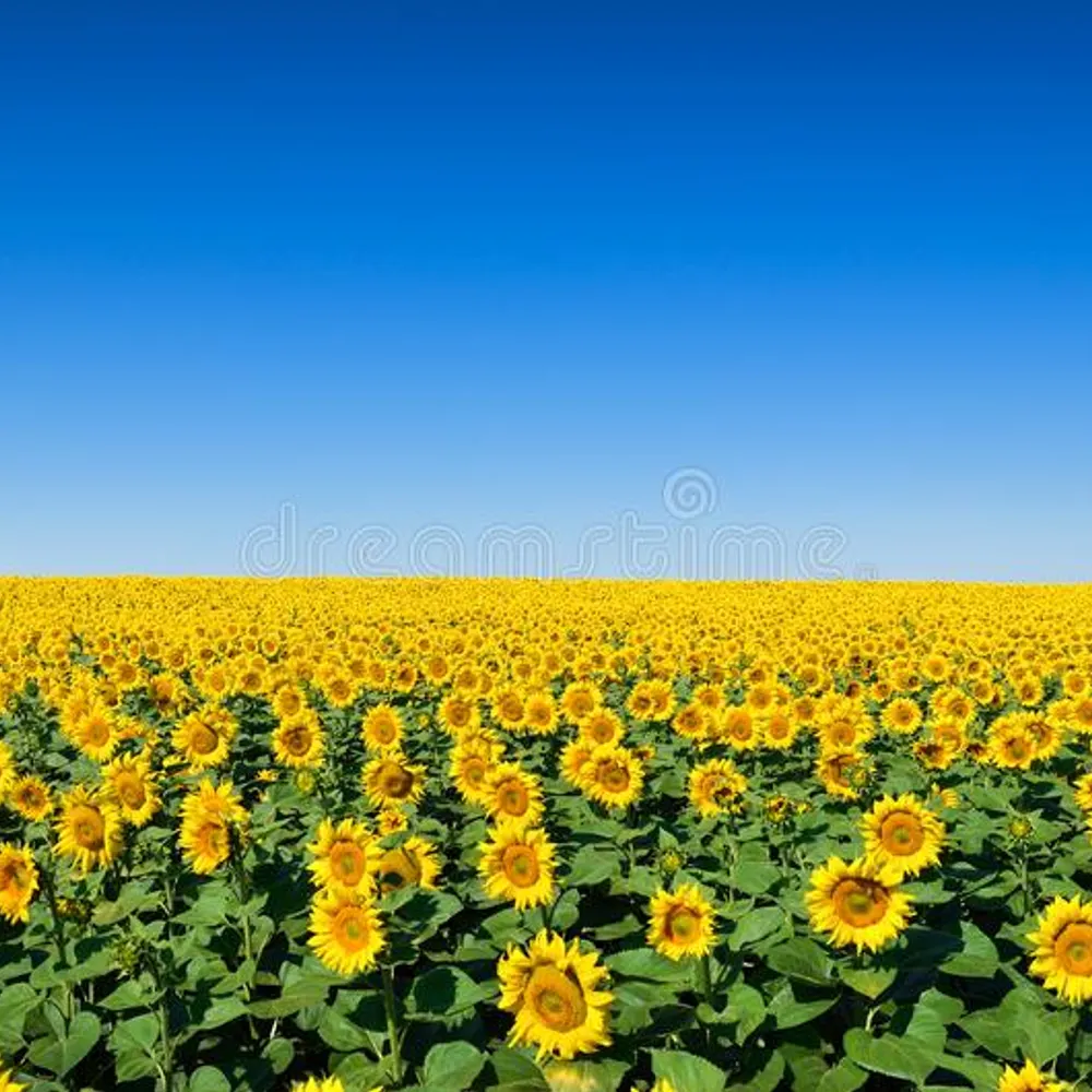 carriesweet.bsky.social's profile picture