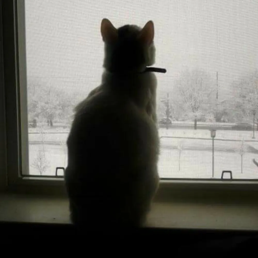 blissb33.bsky.social's profile picture