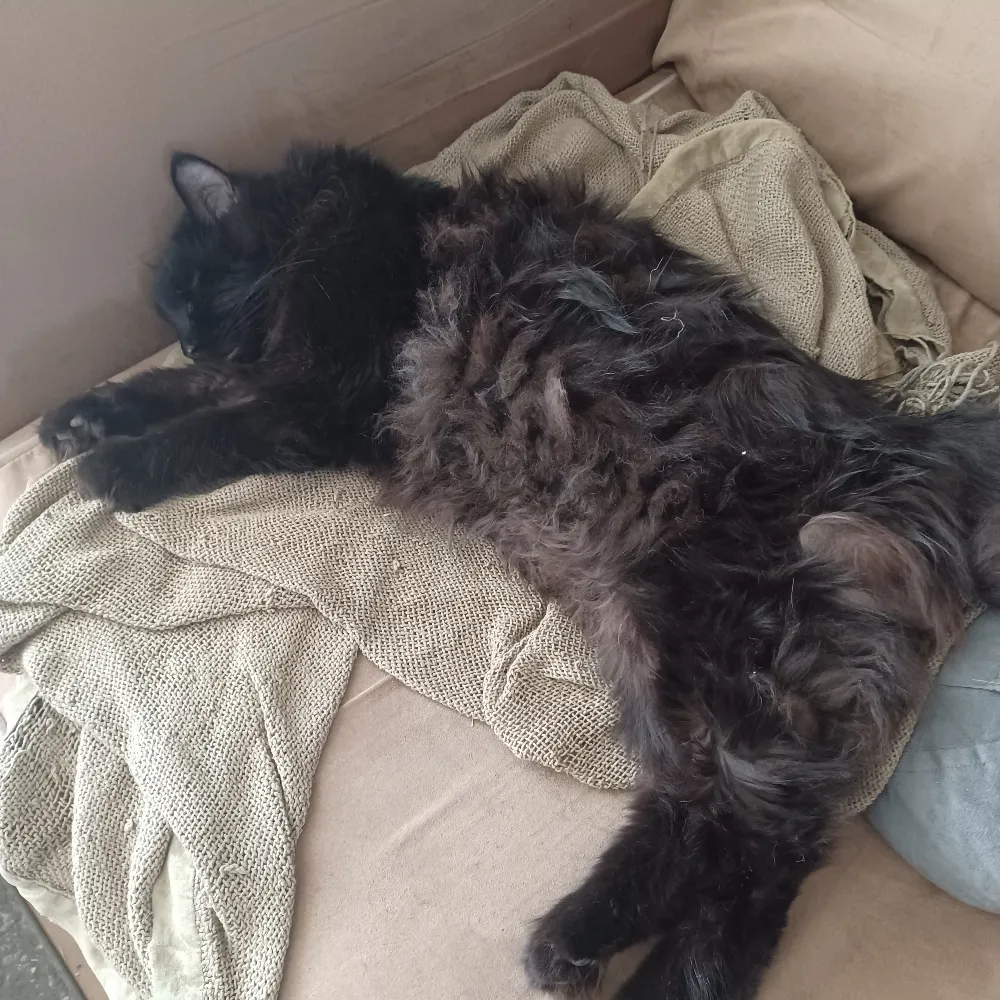 coherentlight.bsky.social's profile picture