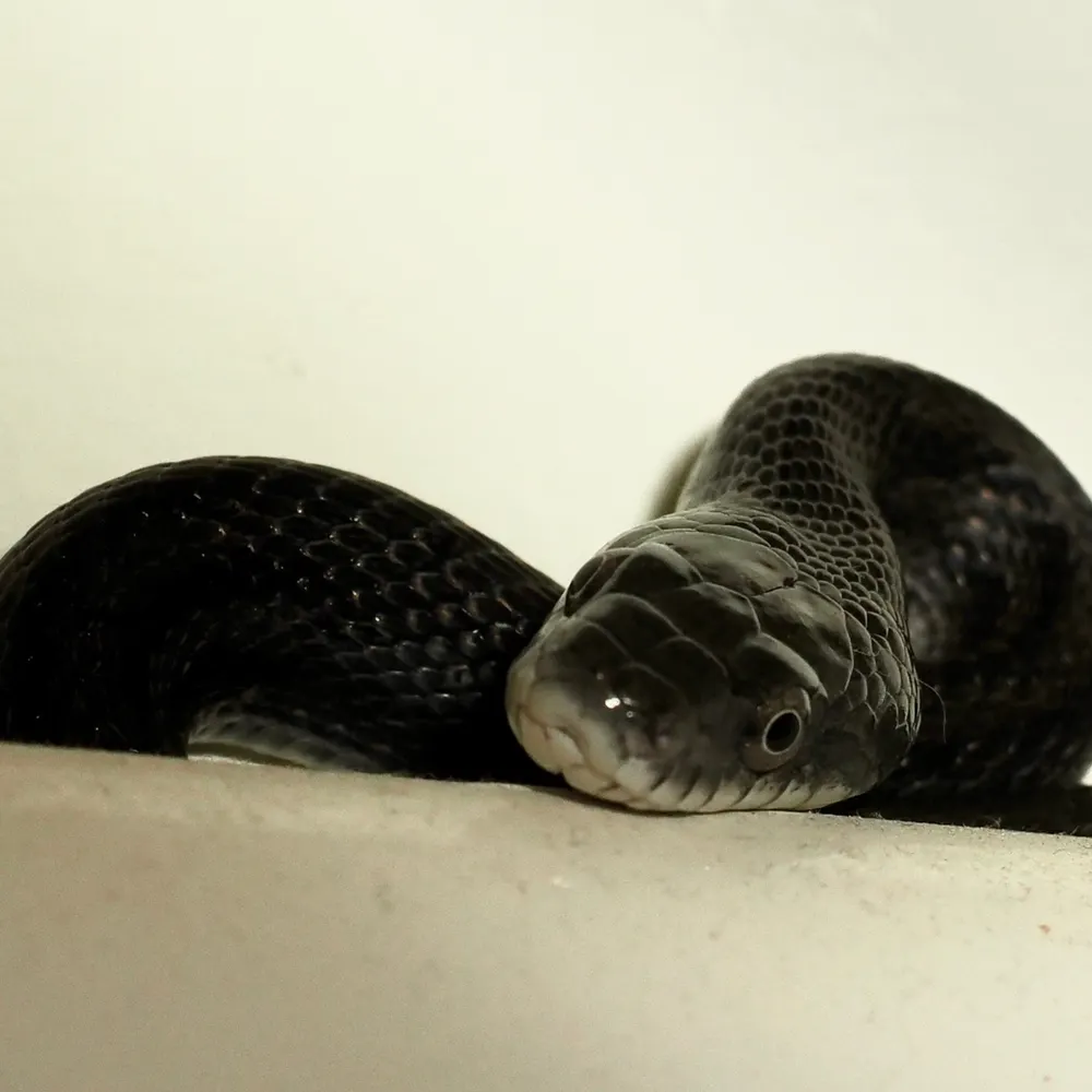 pinkslurryclub.bsky.social's profile picture