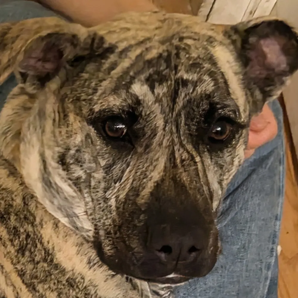 heylookabug.bsky.social's profile picture