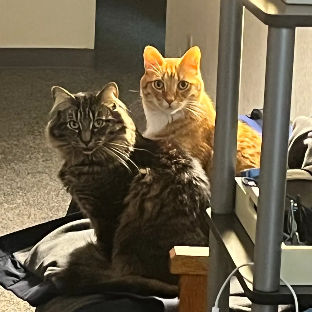 beckya.bsky.social's profile picture