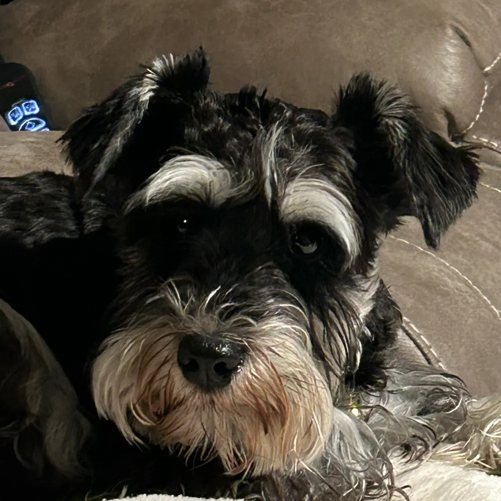 tyzuki.bsky.social's profile picture