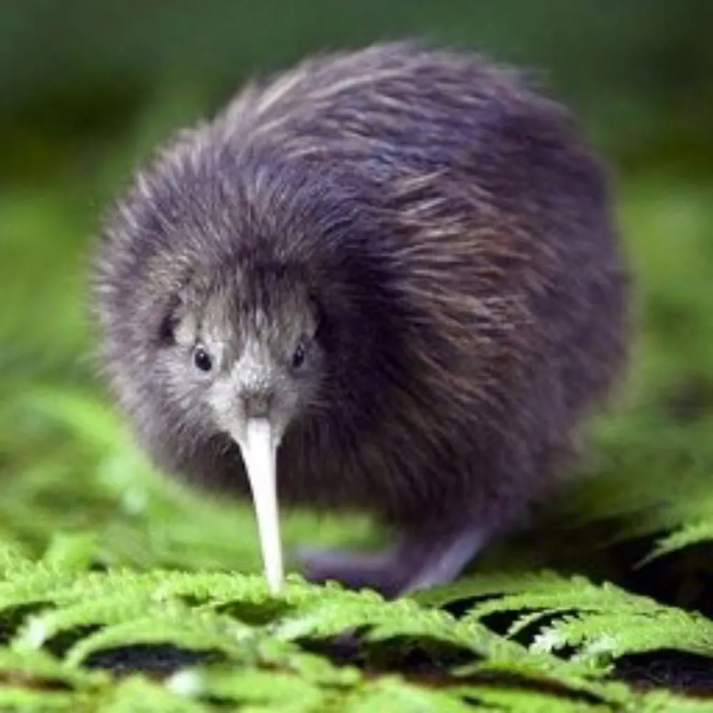 meatmechsuit.bsky.social's profile picture