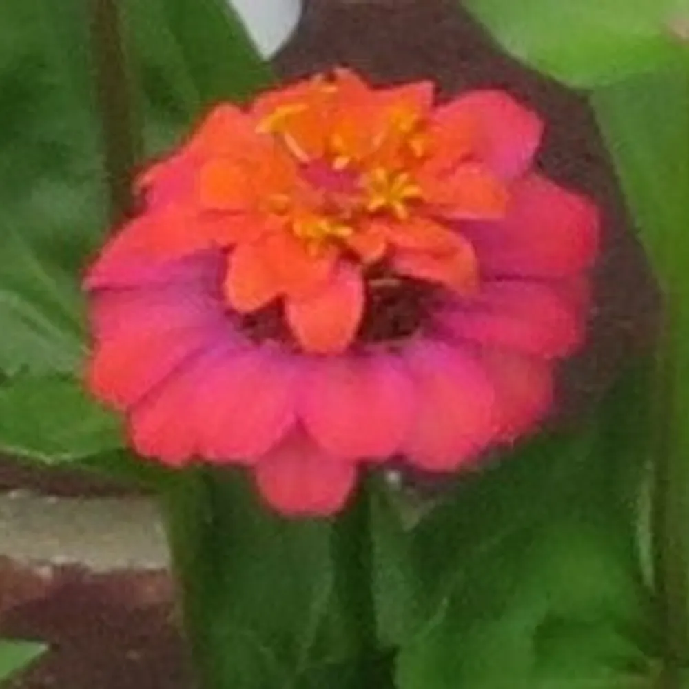 zenzinnia.bsky.social's profile picture