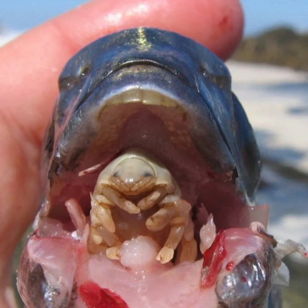 ofpope.bsky.social's profile picture