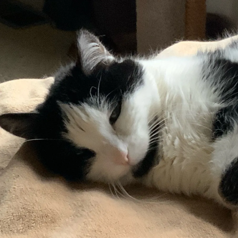 roguishjrt.bsky.social's profile picture