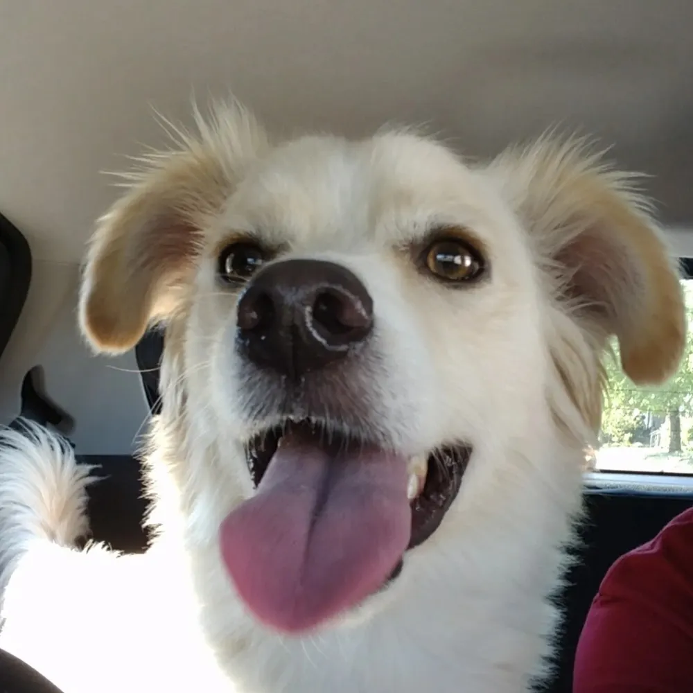 doggopatrol.bsky.social's profile picture