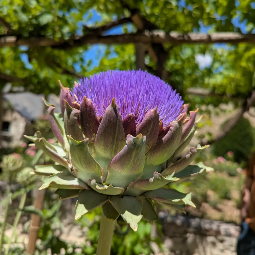 summerfruit.bsky.social's profile picture