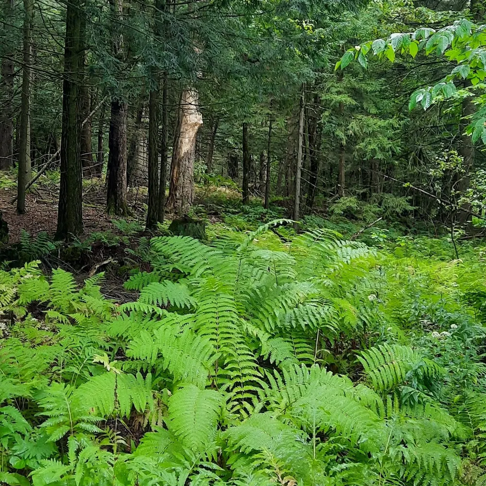 jfordemocracy.bsky.social's profile picture